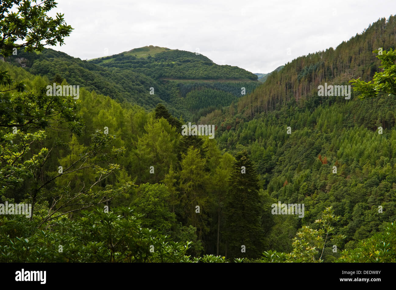 Vue depuis le sentier nature sur le sentier de l'échelle de Jacob dans la Gorge de Rheidol Pont du Diable près de Aberystwyth, Ceredigion West Wales UK Banque D'Images