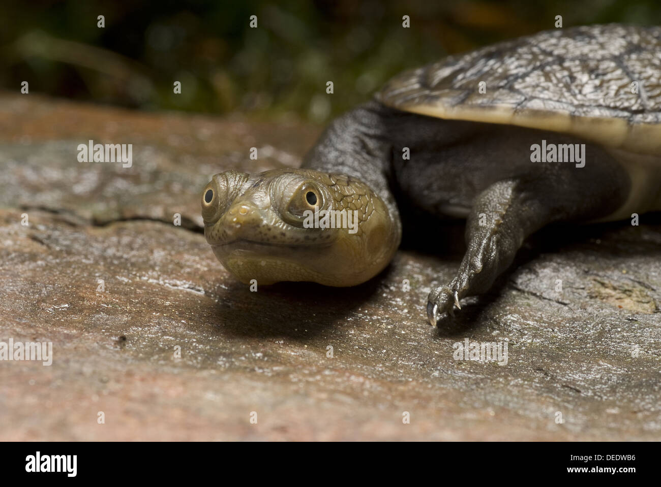 Le nord du serpent, tortue Chelodina siebenrocki Banque D'Images