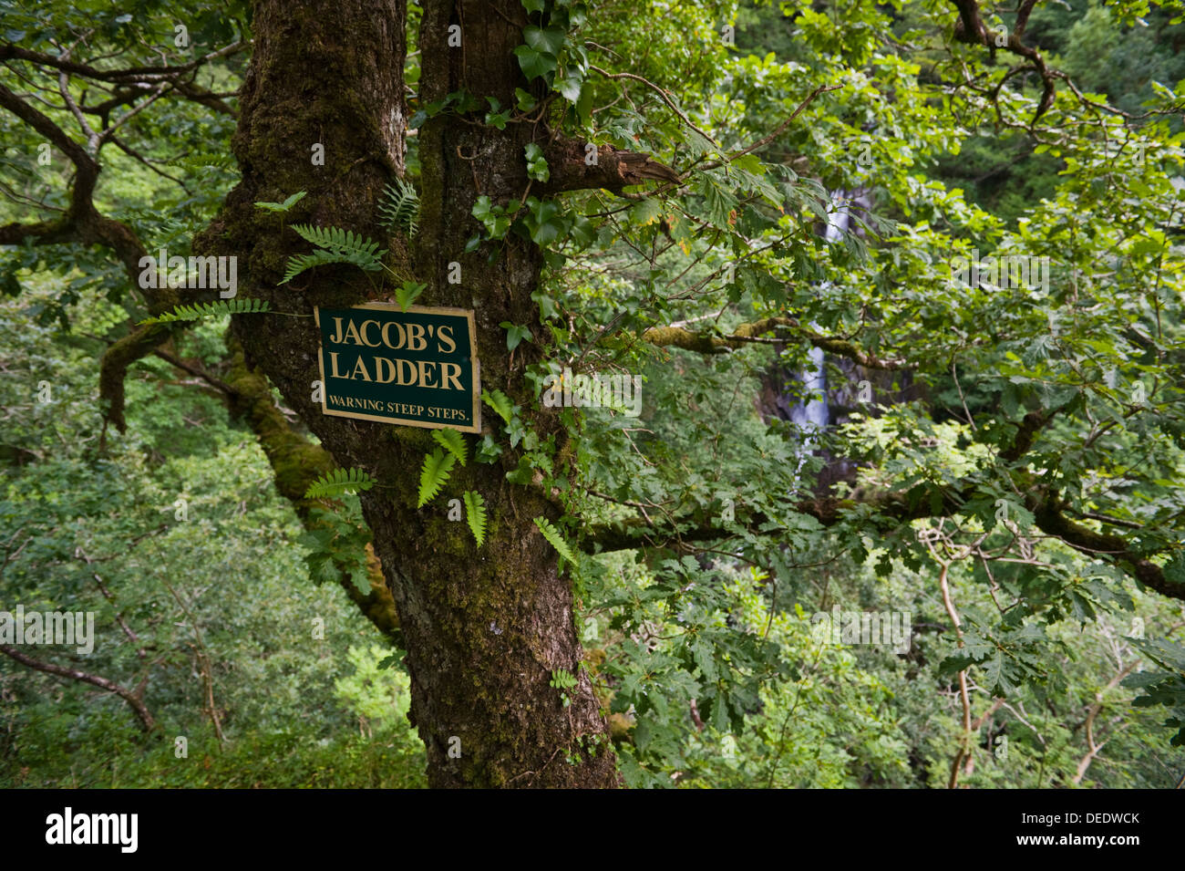 L'échelle de Jacob sentier signe sur sentier nature ci-dessous Pont du Diable près de Aberystwyth, Ceredigion West Wales UK Banque D'Images