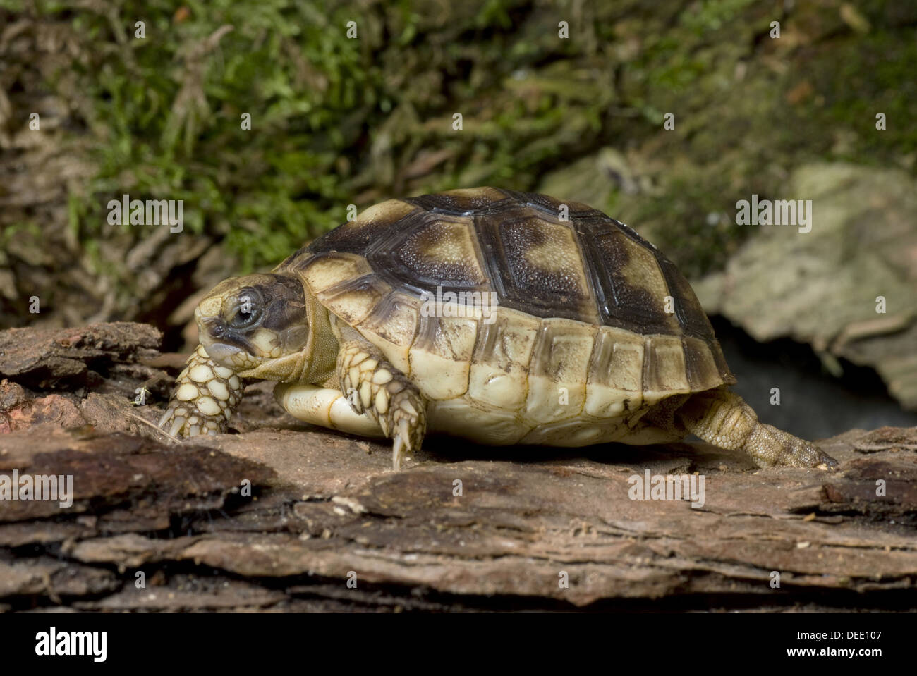 Marginated Tortoise Testudo marginata, Banque D'Images Marginated Tortoise Testudo marginata, Banque D'Images