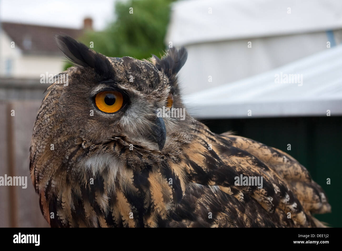 Eagle owl Bubo bubo eurasien Banque D'Images