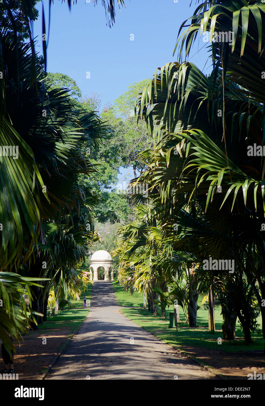 Jardins botaniques royaux, Peradeniya, Kandy, Sri Lanka, Asie Banque D'Images