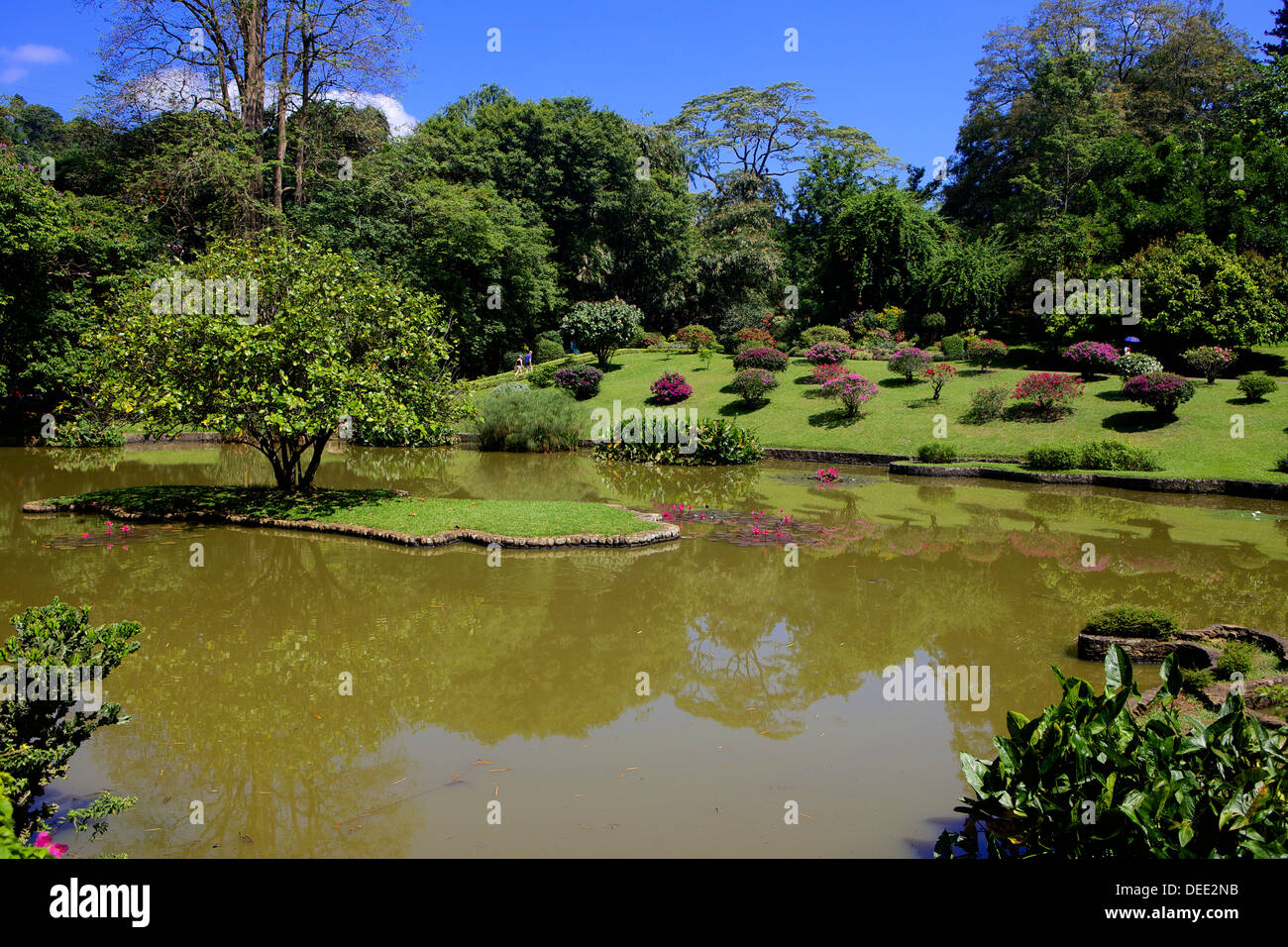 Jardins botaniques royaux, Peradeniya, Kandy, Sri Lanka, Asie Banque D'Images