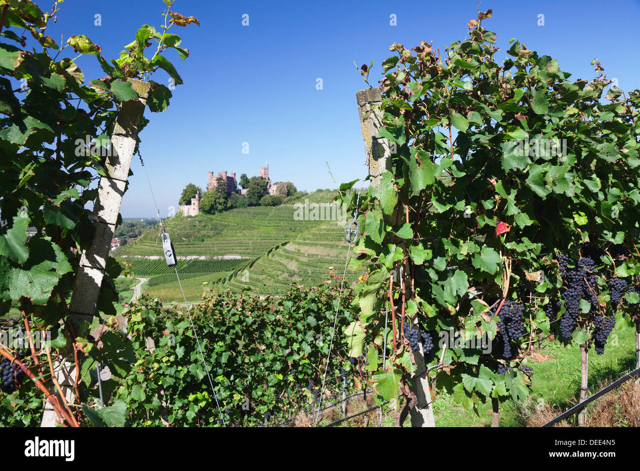 Château d'Ortenberg, près d'Offenburg, Forêt Noire, Baden Wurtemberg, Allemagne, Europe Banque D'Images