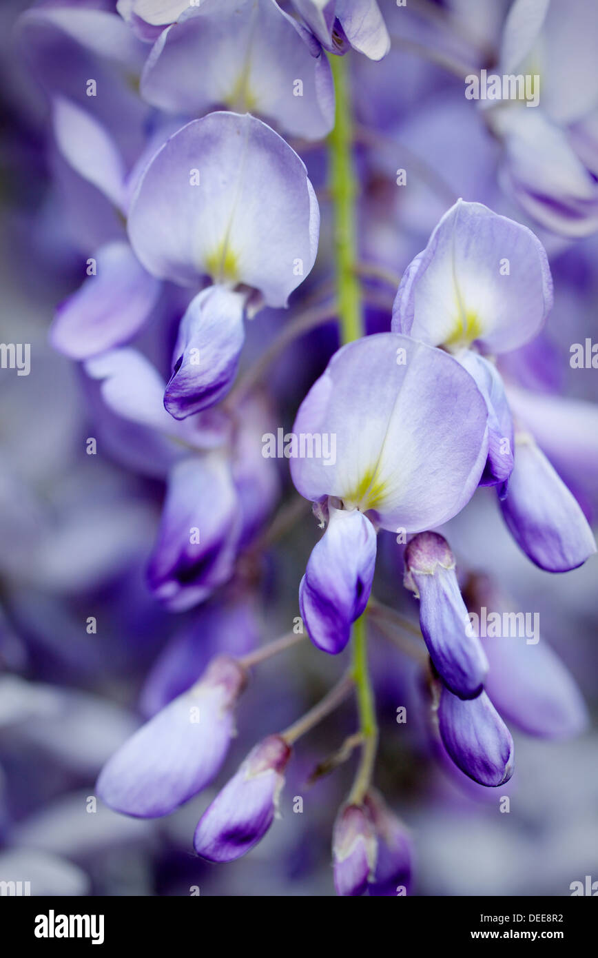 Un détail d'une fleur de glycine violette. Banque D'Images
