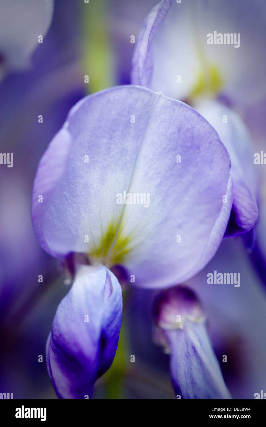 Un détail d'une fleur de glycine violette. Banque D'Images