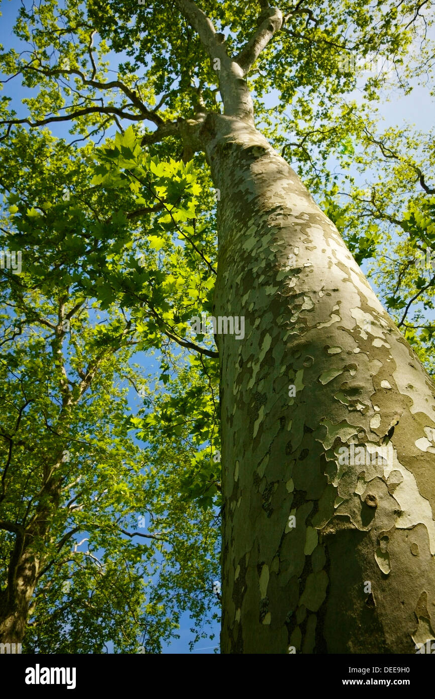 Low angle view of un sycomore. Banque D'Images