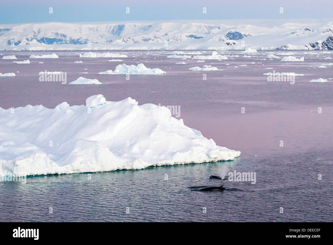 Un adulte petit rorqual de l'Antarctique (Balaenoptera bonaerensis) surfacing dans le détroit de Gerlache, l'Antarctique, océan du Sud Banque D'Images