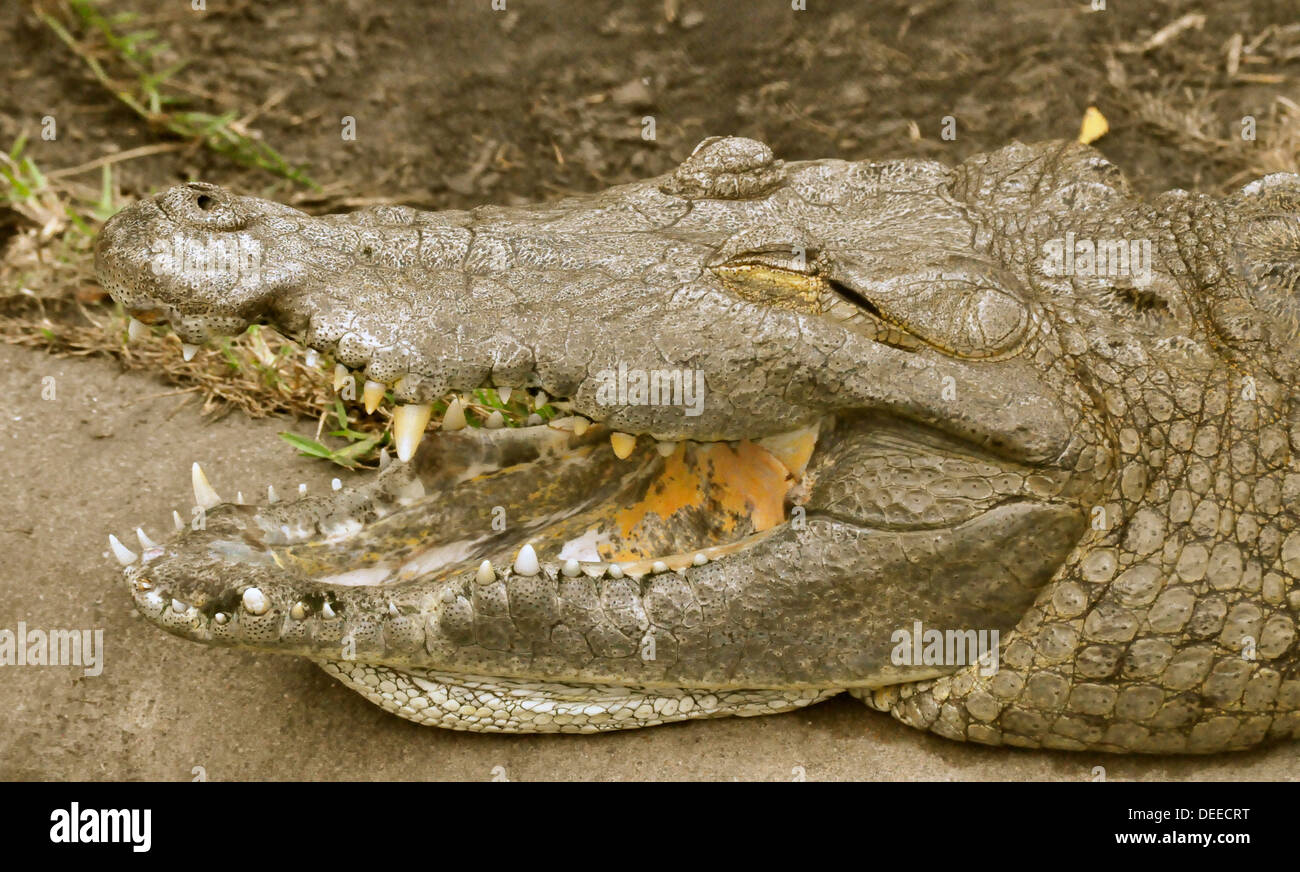 Montre ses dents de crocodile Banque D'Images