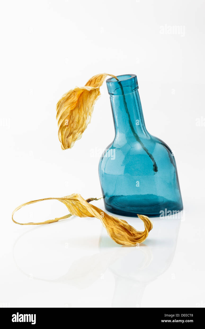 Les feuilles sèches gondolé et bouteille de verre bleu Banque D'Images