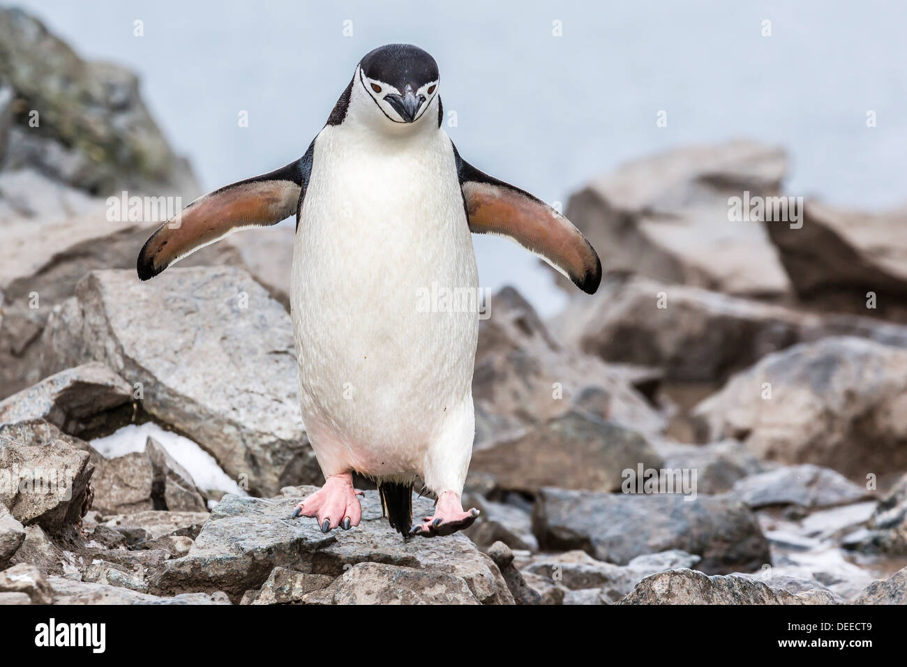 Des profils pour la jugulaire penguin (Pygoscelis antarctica), Half Moon Island, Îles Shetland du Sud, l'Antarctique, océan du Sud Banque D'Images