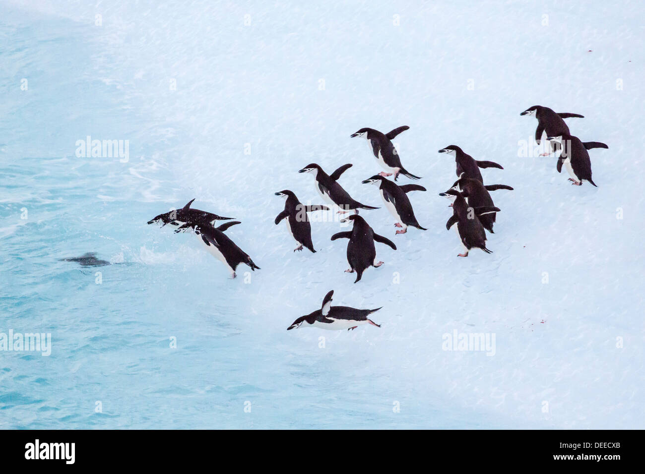 Des profils pour la jugulaire penguin (Pygoscelis antarctica), Half Moon Island, Îles Shetland du Sud, l'Antarctique, océan du Sud Banque D'Images