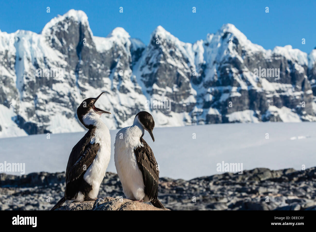 Shag Antarctique adultes (Phalacrocorax atriceps) (bransfieldensi) avec chick, Jougla Point, Port Lockroy, l'Antarctique Banque D'Images