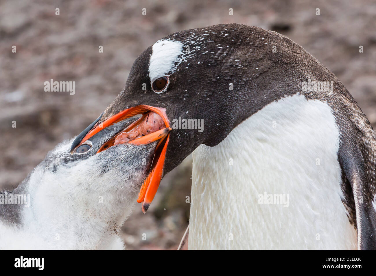 Des profils Gentoo pingouin (Pygoscelis papua) poussin alimentation, Hannah Point, l'île Livingston, Îles Shetland du Sud, l'Antarctique Banque D'Images