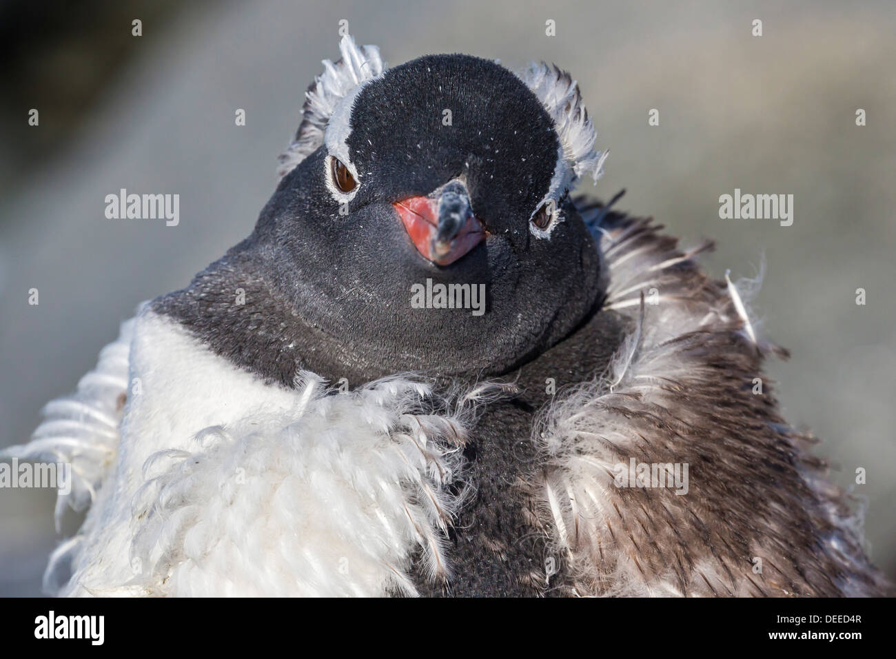 Des profils Gentoo pingouin (Pygoscelis papua) mue, Jougla Point, Île Wiencke, Antarctique, Sud de l'océan, les régions polaires Banque D'Images