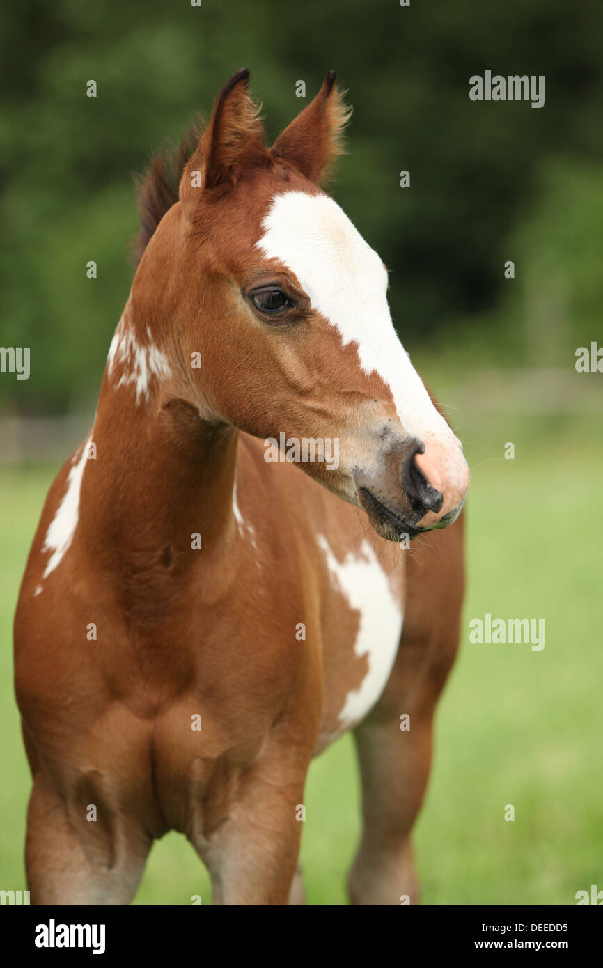 Portrait de belle pouliche Paint horse en face de fond vert Banque D'Images