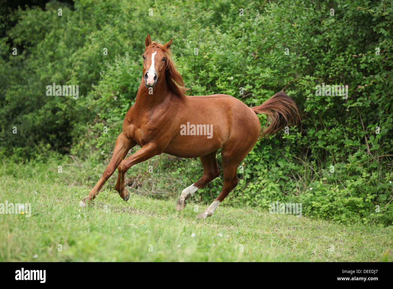 Les jeunes sorrel solid Paint horse courir devant un arrière-plan vert Banque D'Images
