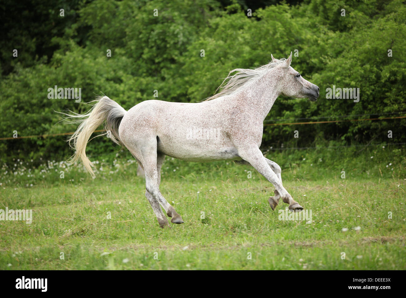 White Arabian mare courir devant un arrière-plan vert en été Banque D'Images