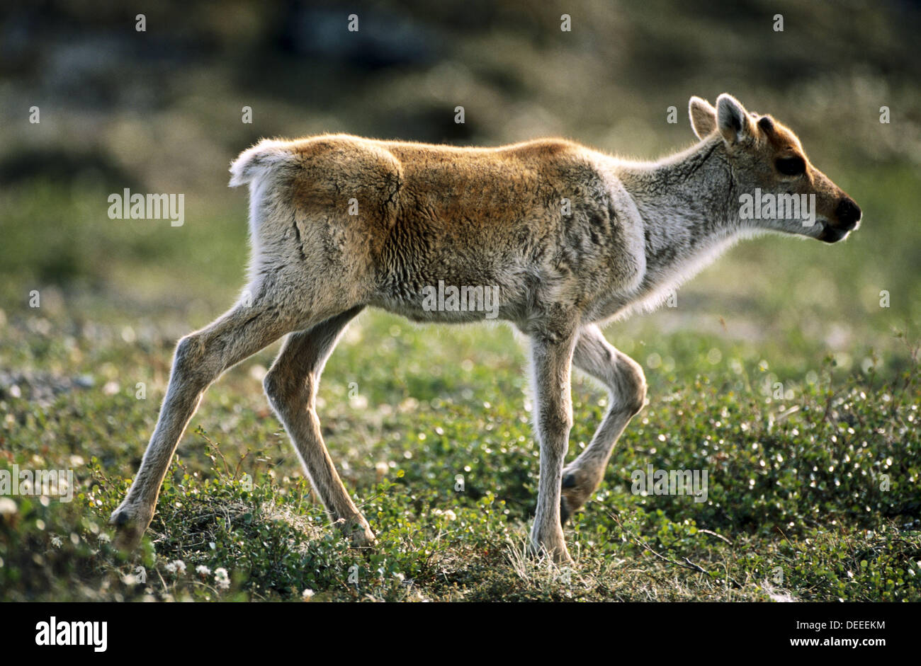 Baby Caribou Banque D Image Et Photos Page 2 Alamy