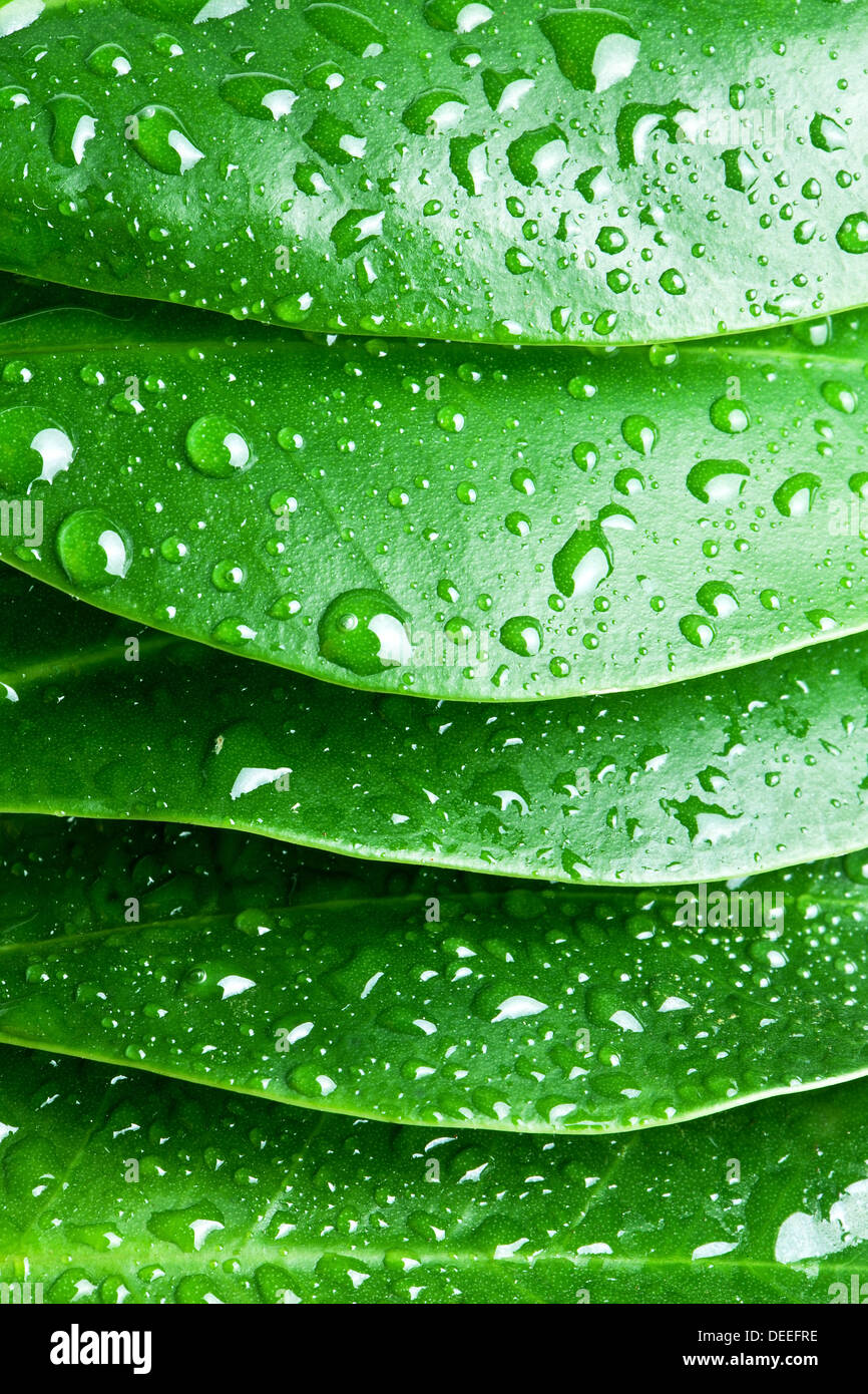 Gouttes d'eau sur une feuille verte. Banque D'Images