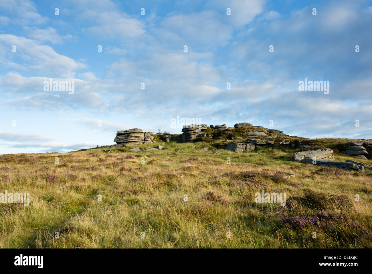 Bellever Tor à la fin de l'été avec rose à fleurs bruyères, Dartmoor National Park Devon Uk Banque D'Images