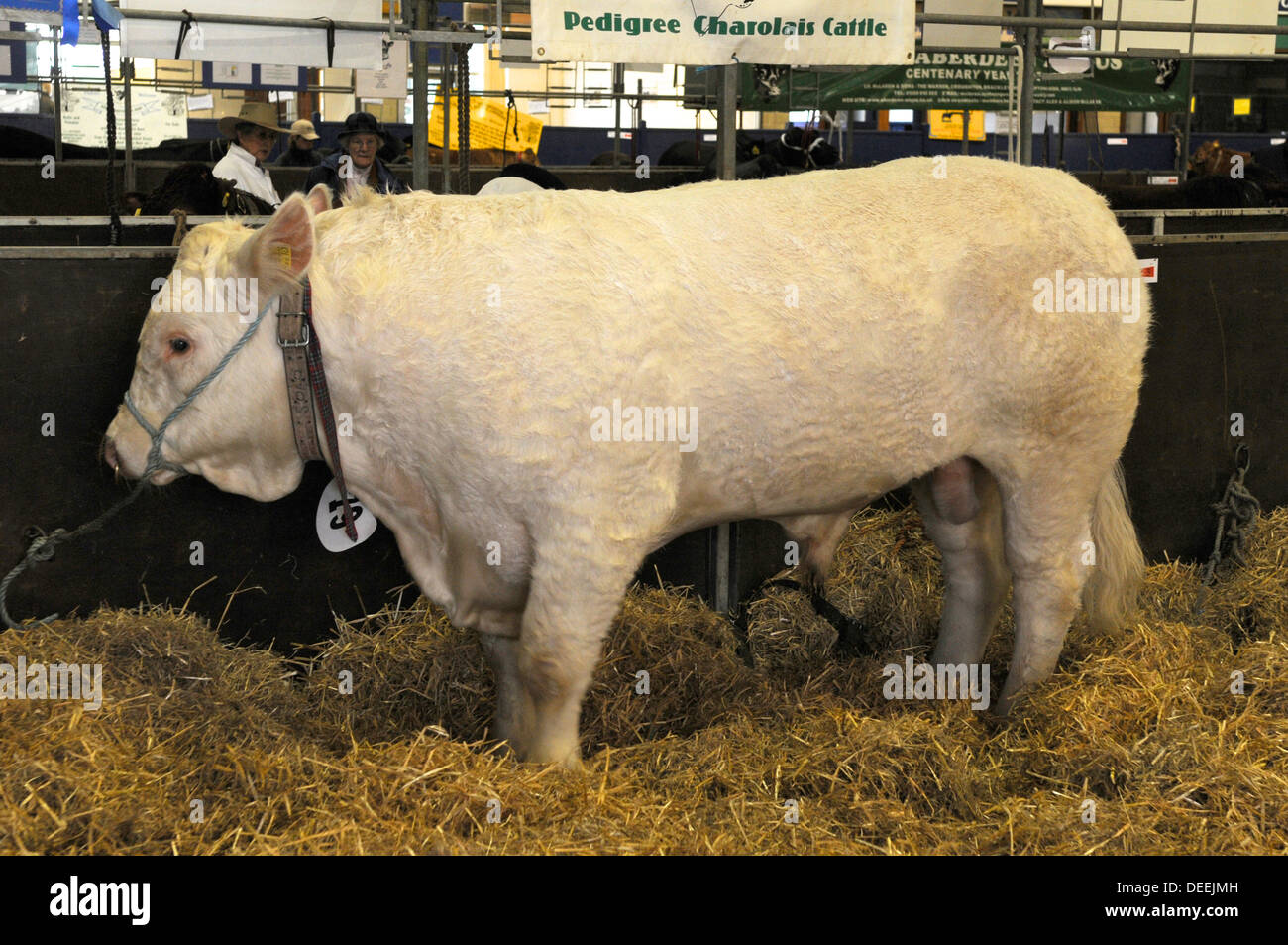 Un pedigree Charolais bull à la baignoire & West Show, Somerset, UK Banque D'Images