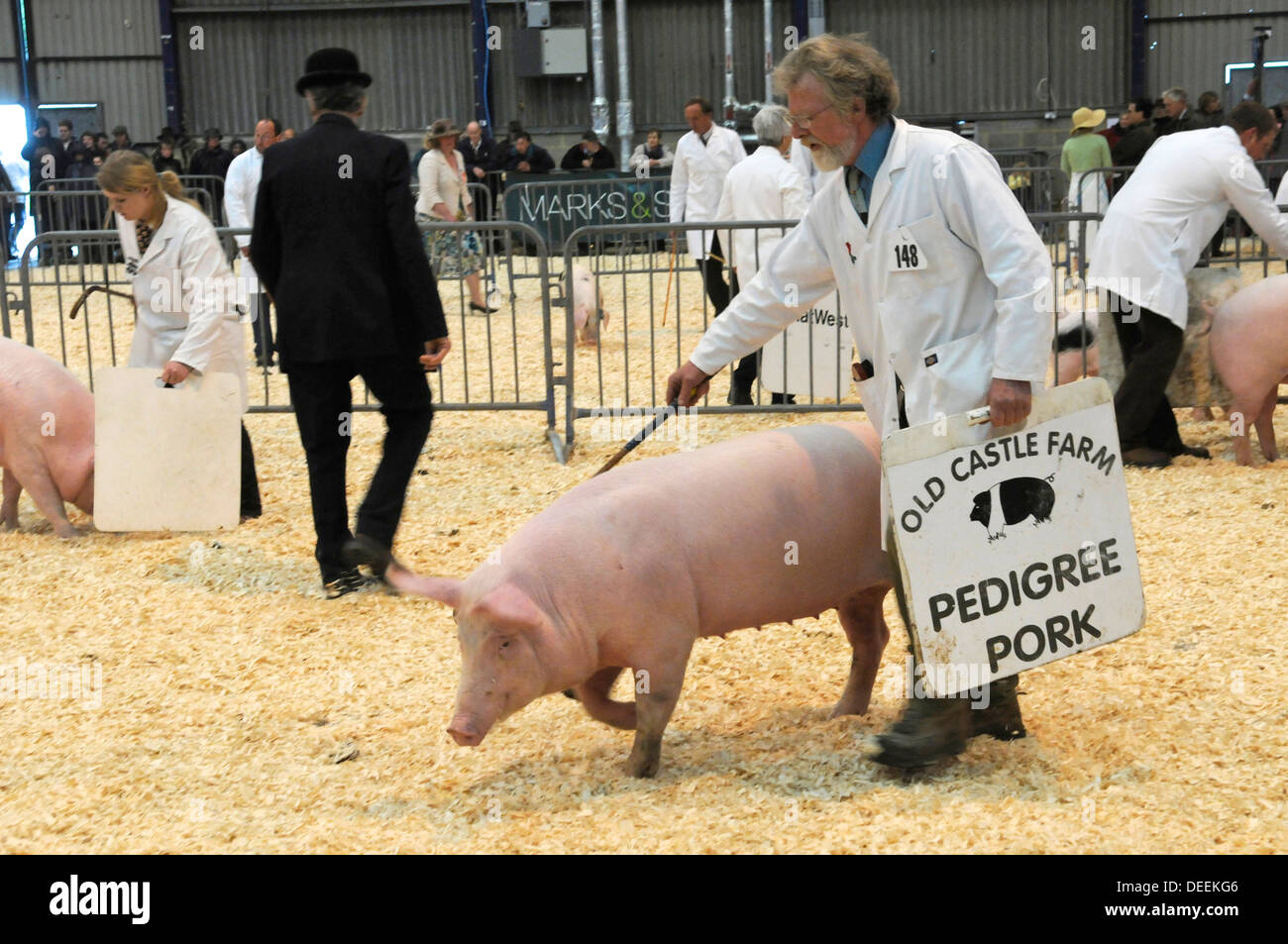 Les porcs de l'anneau de jugement à la baignoire & West Show, Somerset, UK Banque D'Images