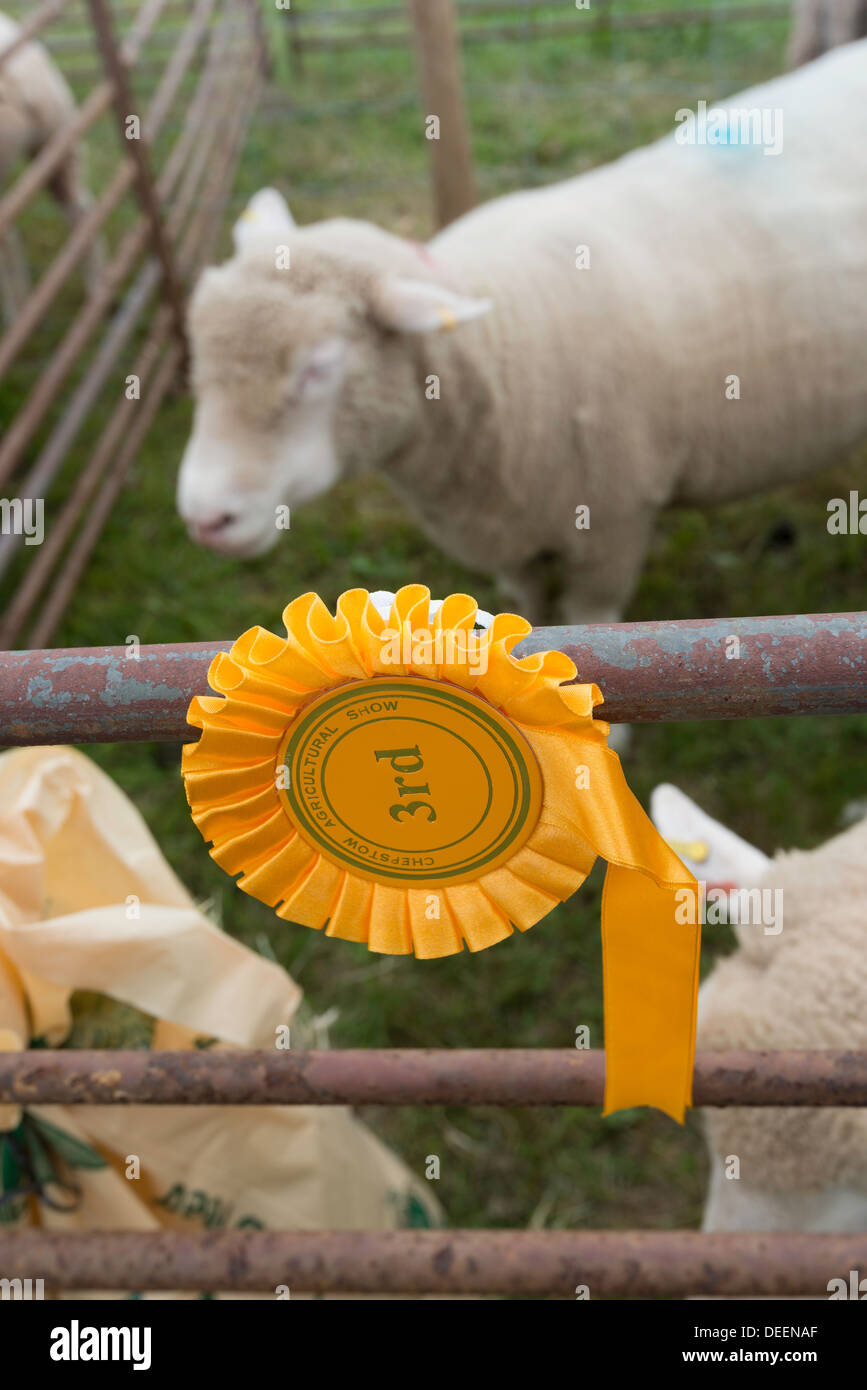 Les moutons à la plume avec le 3e place ROSETTE À SALON DE L'AGRICULTURE DANS LA RÉGION DE MONMOUTHSHIRE CHEPSTOW WALES UK Banque D'Images