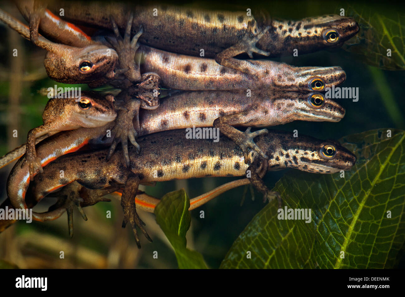 Tritons lisse / common newt (Lissotriton vulgaris / Triturus vulgaris) afficher le comportement de cour au printemps sous l'eau Banque D'Images