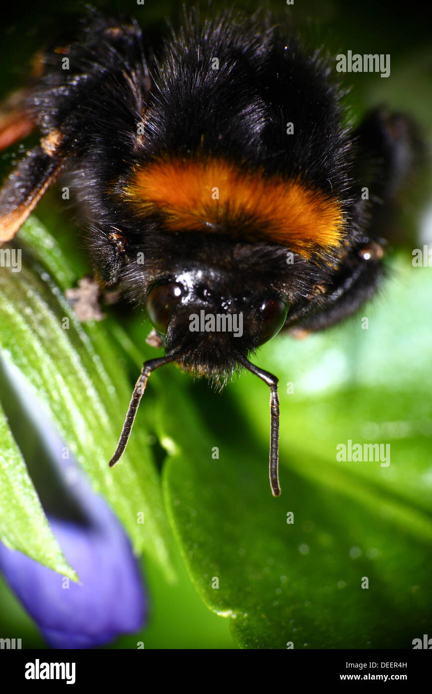 Close up d'une abeille Banque D'Images