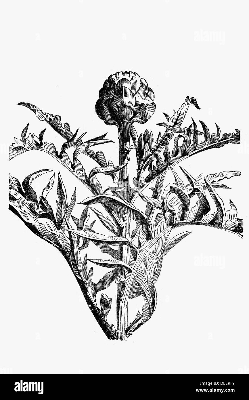 L Artichaut Un Dessin Ca 1900 Photo Stock Alamy