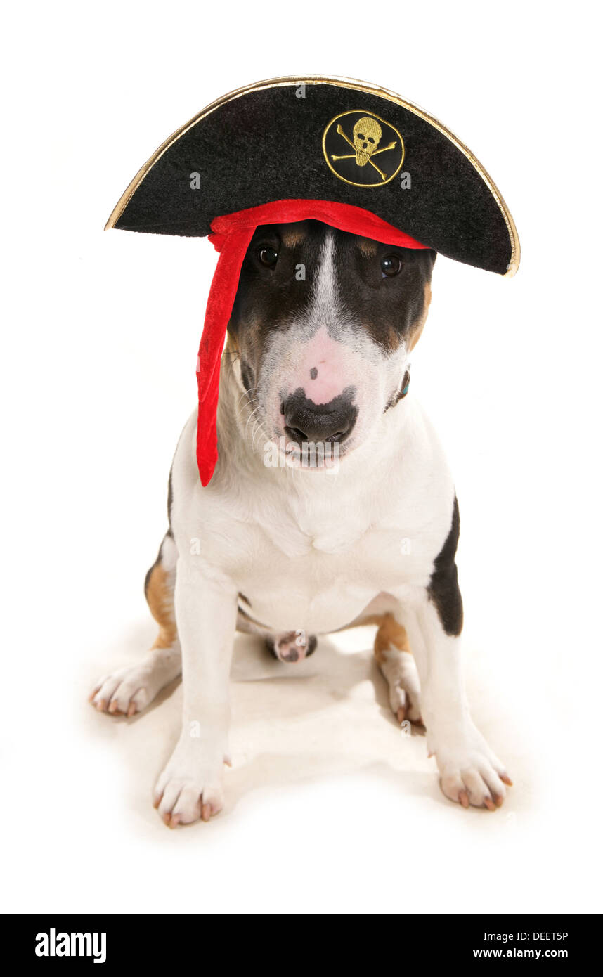 English bull terrier portant un chapeau de pirates Banque D'Images