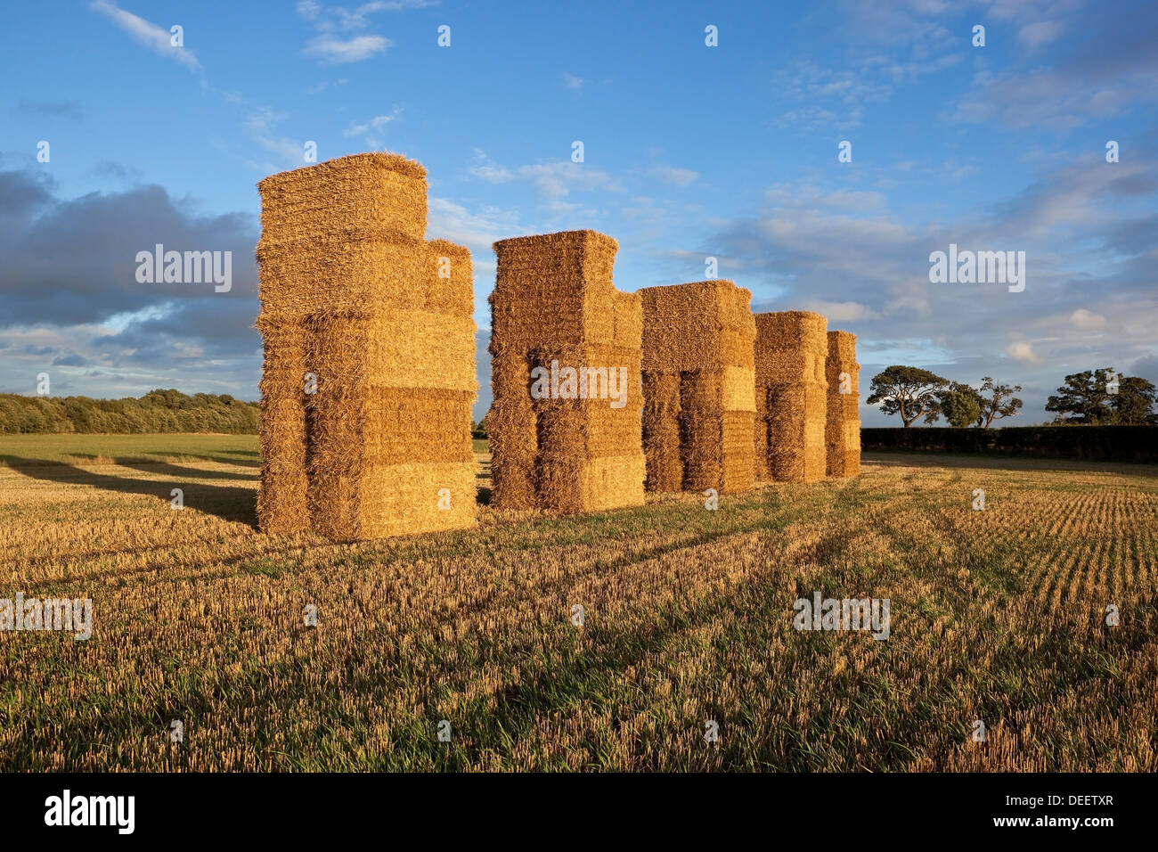 Un champ de chaumes paysage avec des bottes de paille empilées hautes et les arbres baignés de lumière du soir Banque D'Images