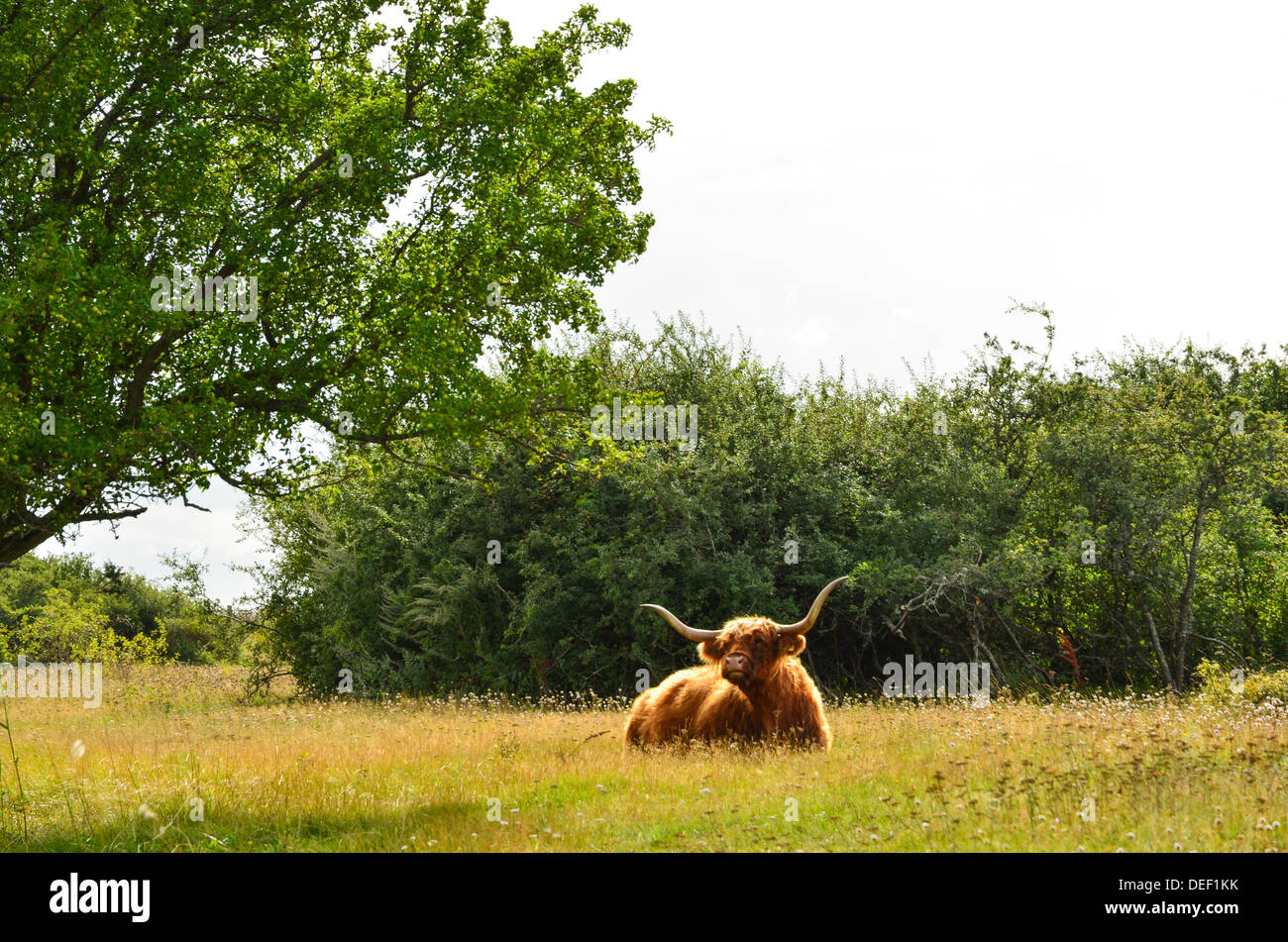 Highland cattle au repos dans un paysage de pâturages Banque D'Images