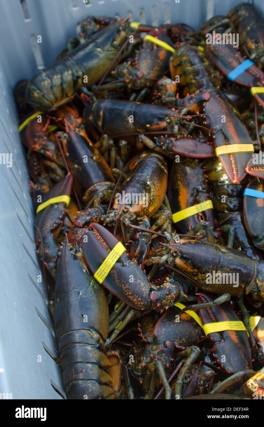 Le homard d'Amérique dans une caisse de pêche Photo Stock - Alamy