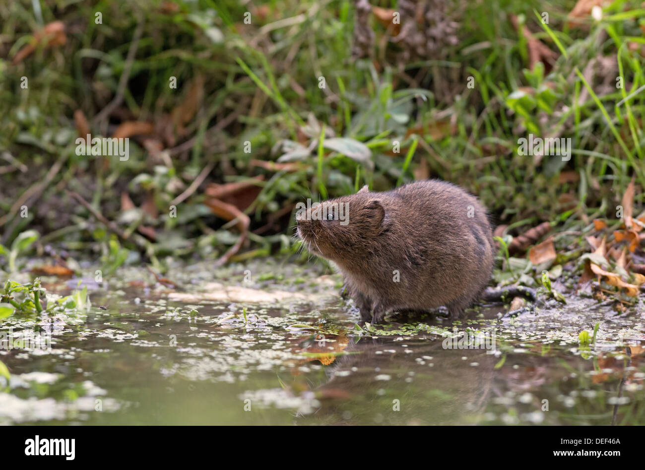 Le Campagnol de l'eau - Arvicola terrestris, à côté d'un ruisseau, UK Banque D'Images