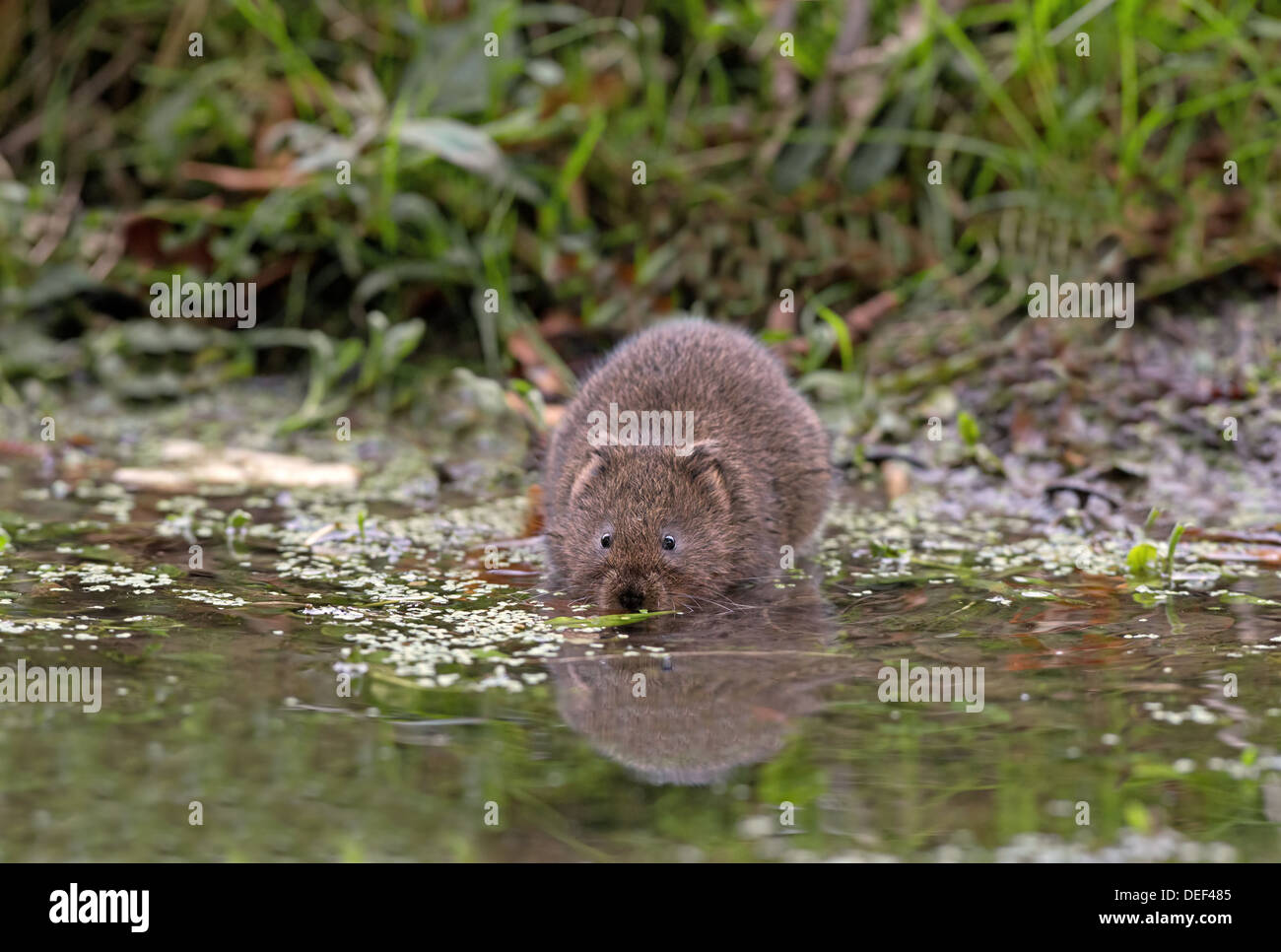 Le Campagnol de l'eau - Arvicola terrestris à côté d'un ruisseau. Uk Banque D'Images