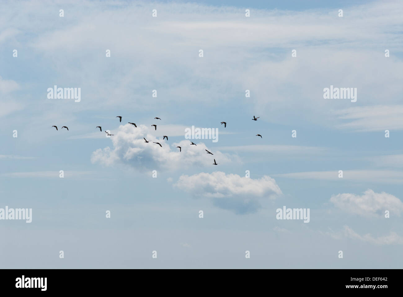 Un groupe d'oiseaux dans le ciel lointain Banque D'Images