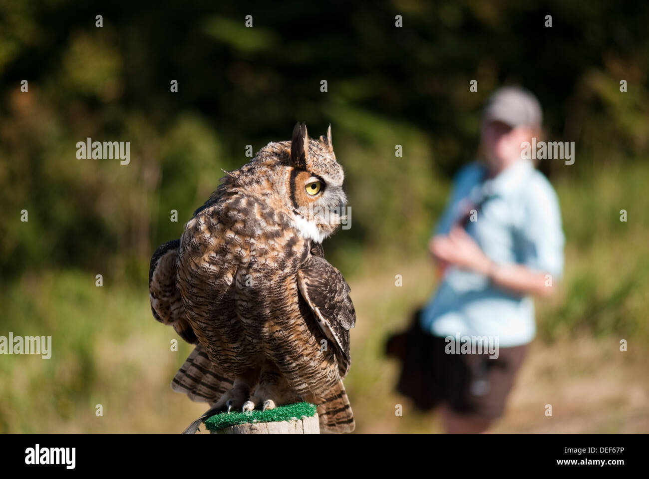 Un jeune Grand-duc d'Amérique à un spectacle d'oiseaux de proie sur le sommet du Mont-Tremblant au Québec Banque D'Images