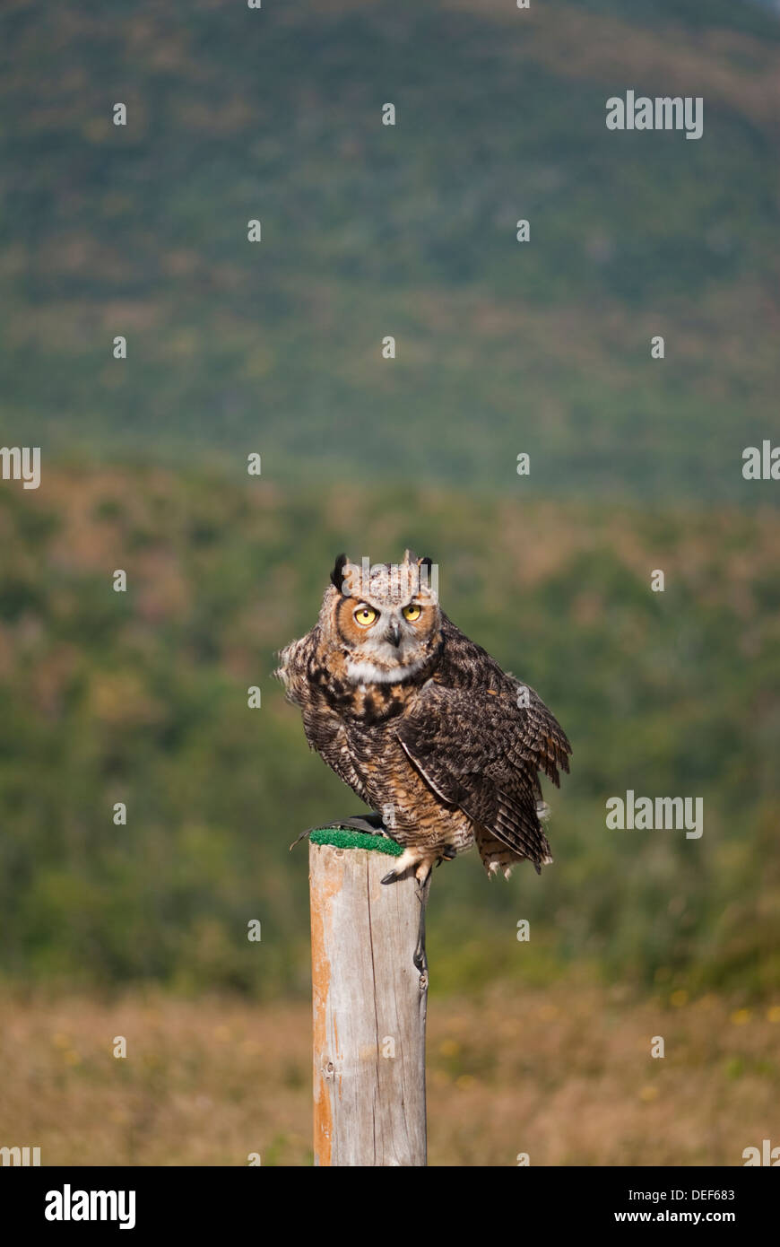Un grand duc à un spectacle d'oiseaux de proie sur le sommet du Mont-Tremblant au Québec Banque D'Images