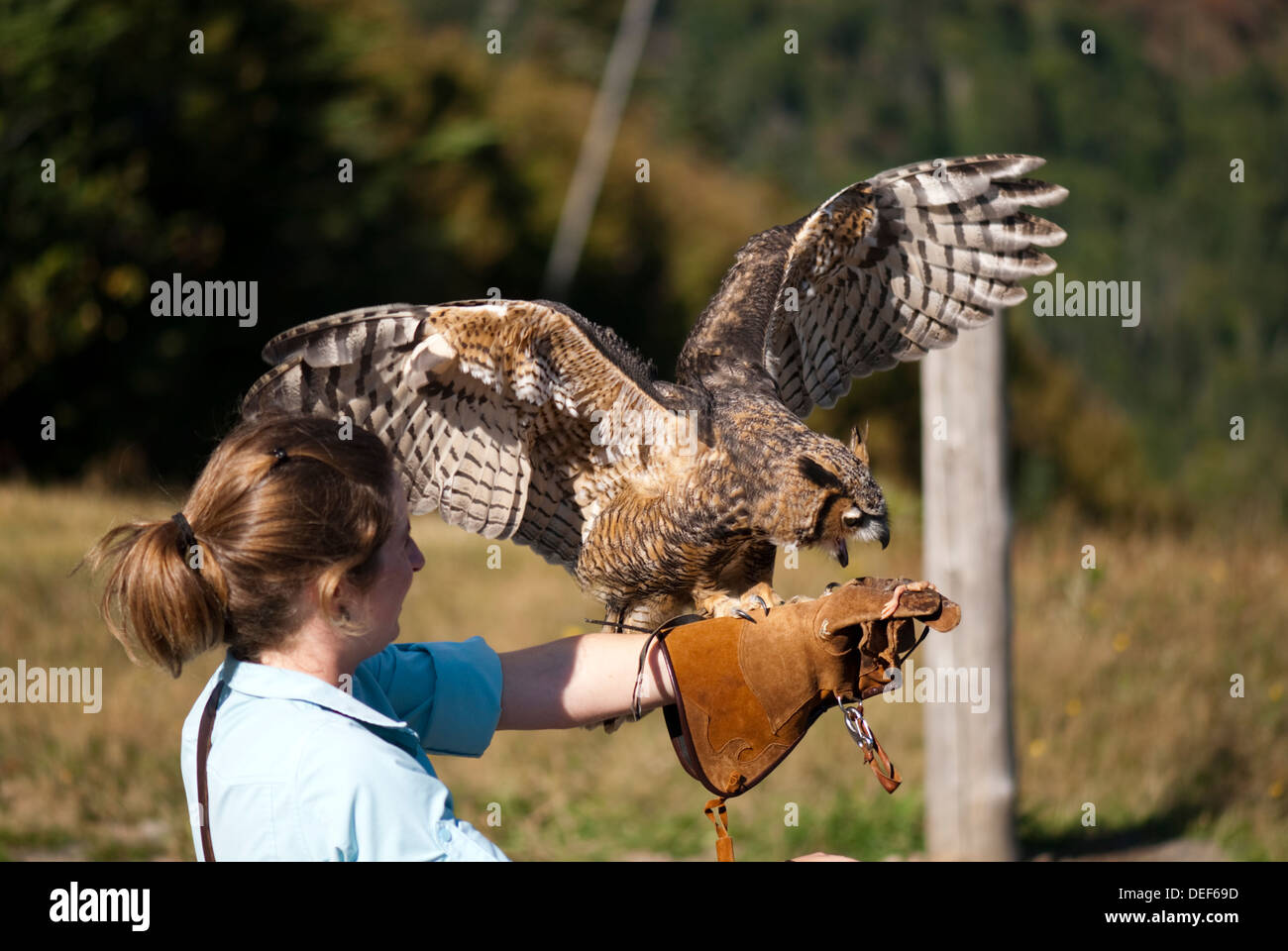 Un Grand Duc à Un Spectacle Doiseaux De Proie Sur Le Sommet