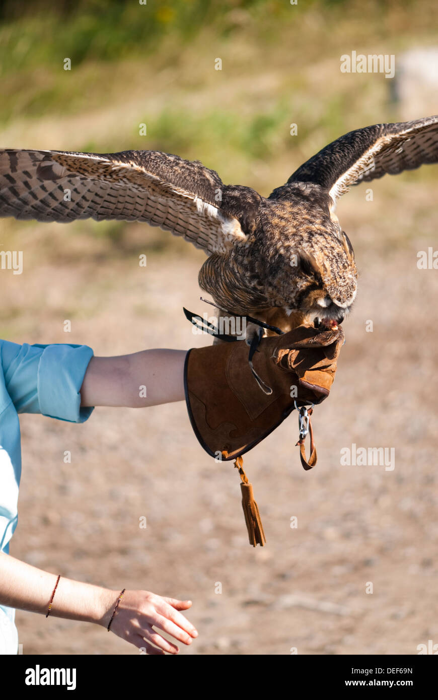 Un grand duc à un spectacle d'oiseaux de proie sur le sommet du Mont-Tremblant au Québec Banque D'Images