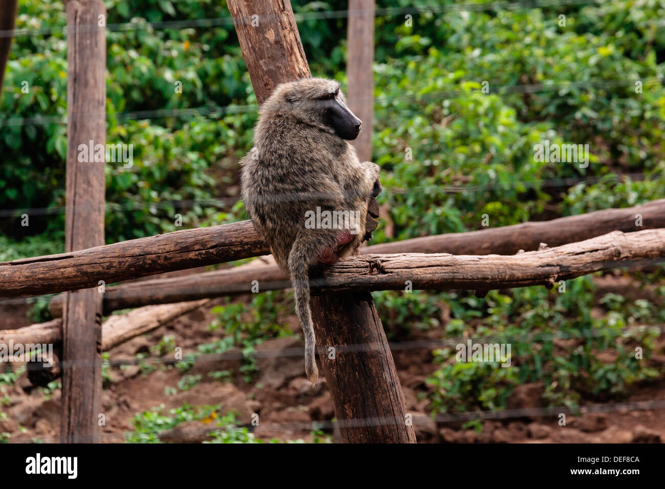 L'Afrique, Cameroun, Limbe. Singe de forage à Limbe Wildlife Centre. Banque D'Images