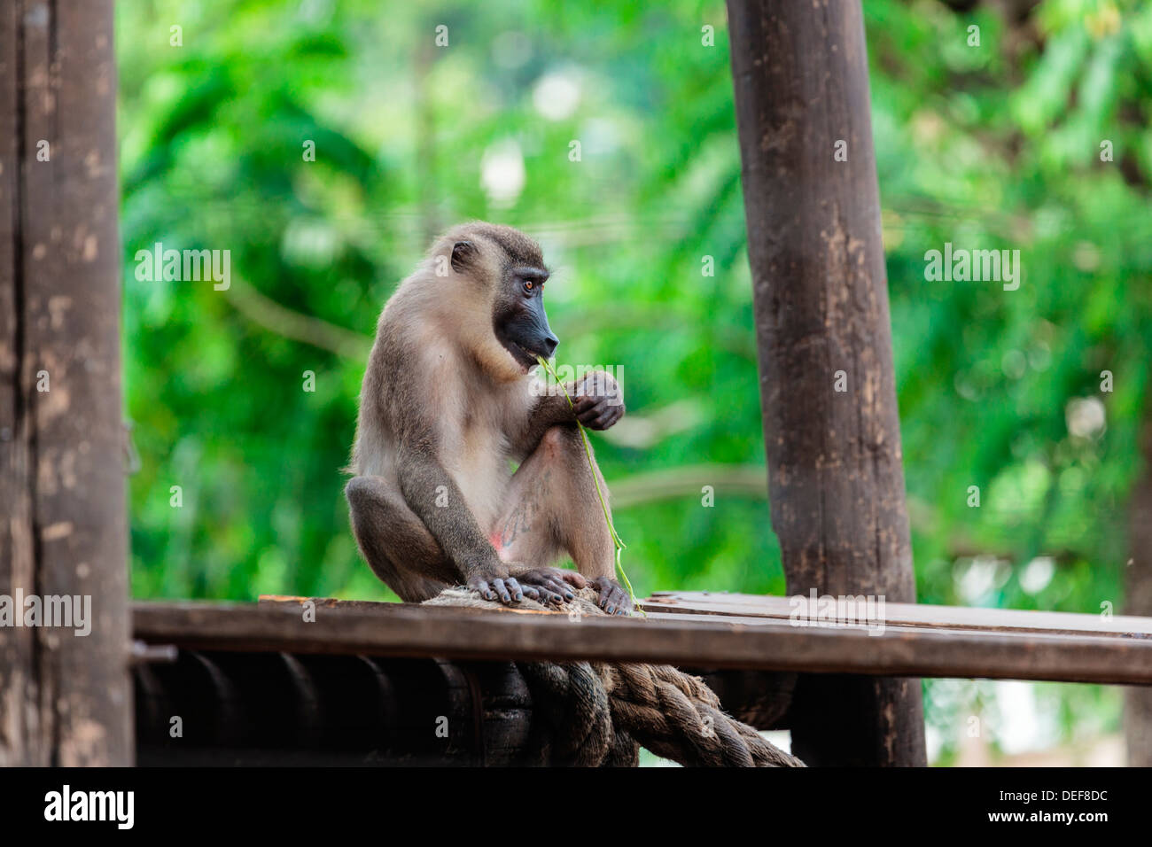 L'Afrique, Cameroun, Limbe. Singe de forage à Limbe Wildlife Centre. Banque D'Images