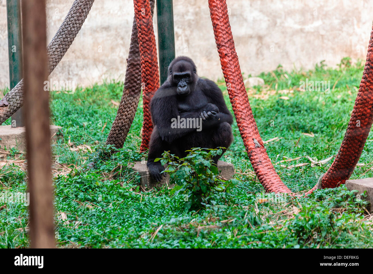 L'Afrique, Cameroun, Limbe. Gorilla à Limbe Wildlife Centre. Banque D'Images