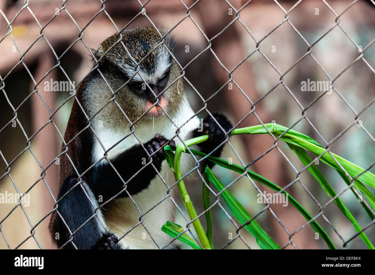 L'Afrique, Cameroun, Limbe. Singe Mona à Limbe Wildlife Centre. Banque D'Images