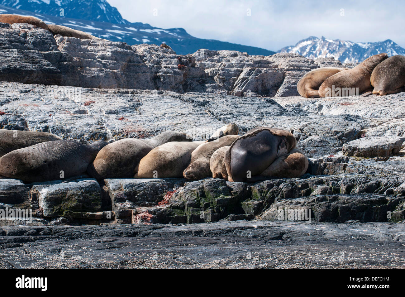 Lion de mer d'Amérique du Sud (Otaria flavescens), Canal de Beagle, l'Argentine, l'Amérique du Sud Banque D'Images