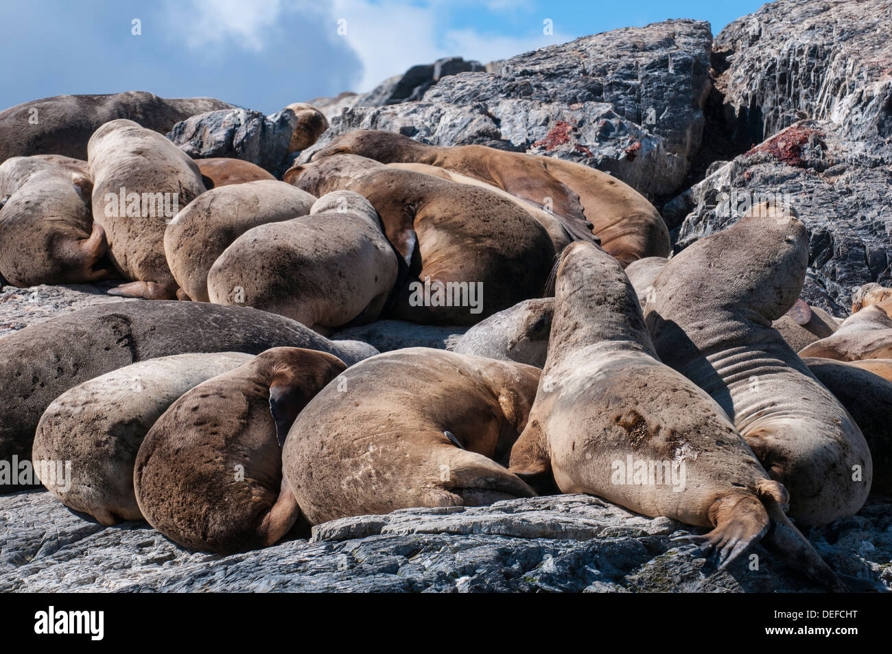 Lion de mer d'Amérique du Sud (Otaria flavescens), Canal de Beagle, l'Argentine, l'Amérique du Sud Banque D'Images