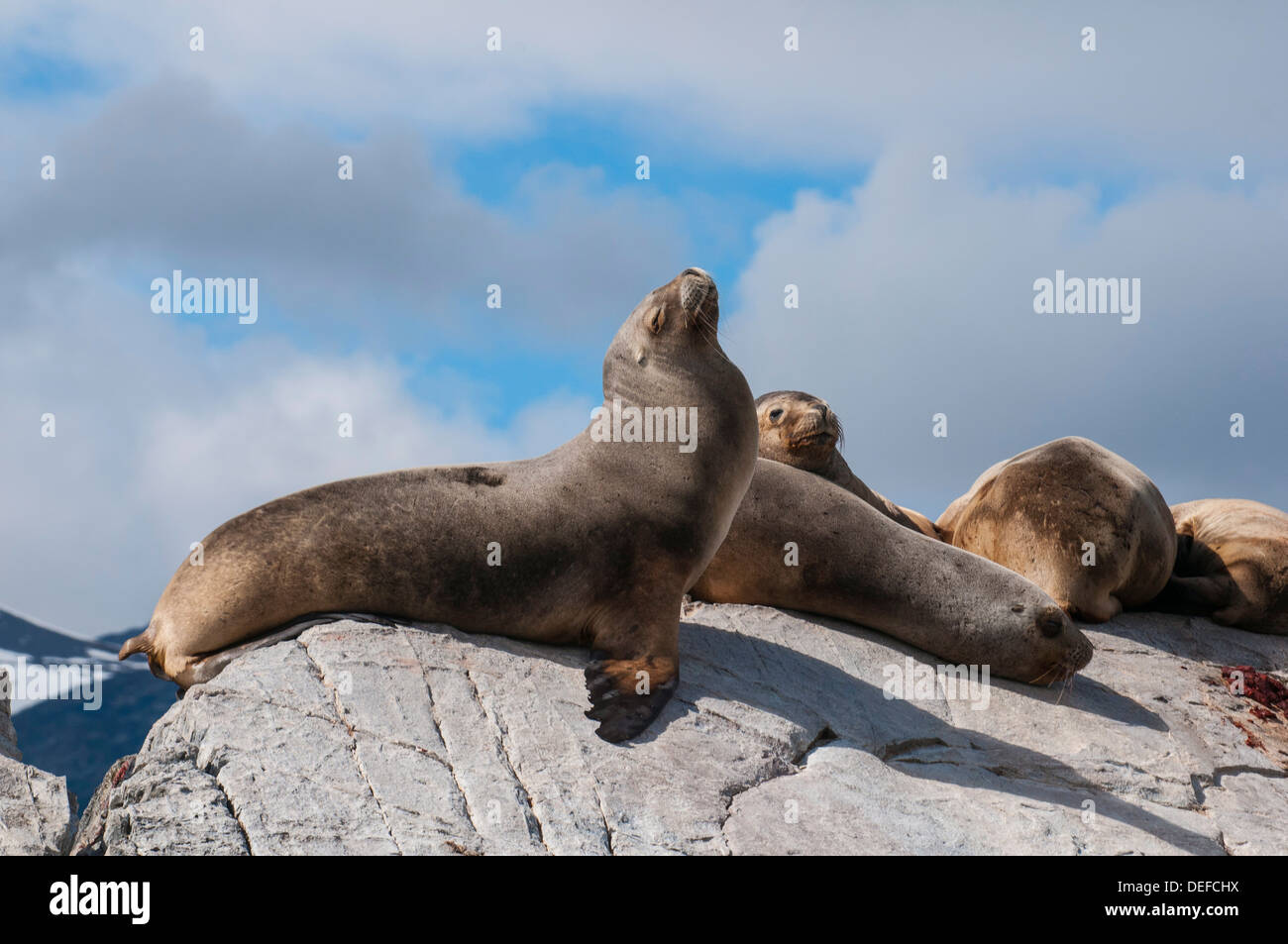 Lion de mer d'Amérique du Sud (Otaria flavescens), Canal de Beagle, l'Argentine, l'Amérique du Sud Banque D'Images