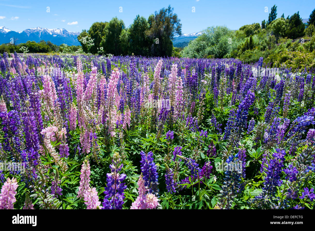 La floraison des fleurs sauvages, Parc National Los Alerces, Chubut, Patagonie, Argentine, Amérique du Sud Banque D'Images